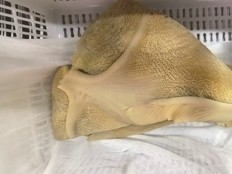五香牛肚真好吃
