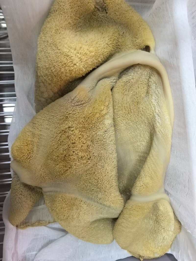 五香牛肚真好吃