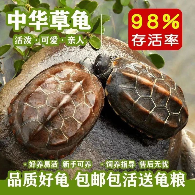【包活送粮】中华田园龟中华草龟宠物小乌龟招财长寿龟宠