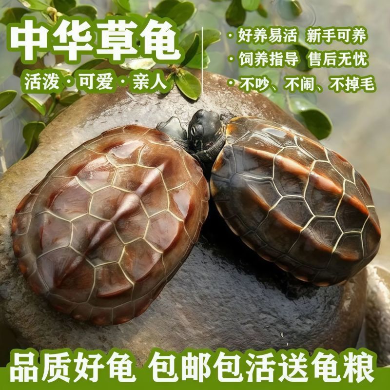 【包活送粮】中华田园龟中华草龟宠物小乌龟招财长寿龟宠