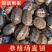 【包活送粮】中华田园龟中华草龟宠物小乌龟招财长寿龟宠