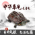 【包活送粮】中华田园龟中华草龟宠物小乌龟招财长寿龟宠