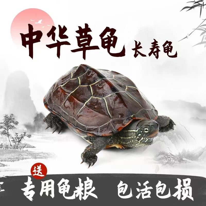 【包活送粮】中华田园龟中华草龟宠物小乌龟招财长寿龟宠