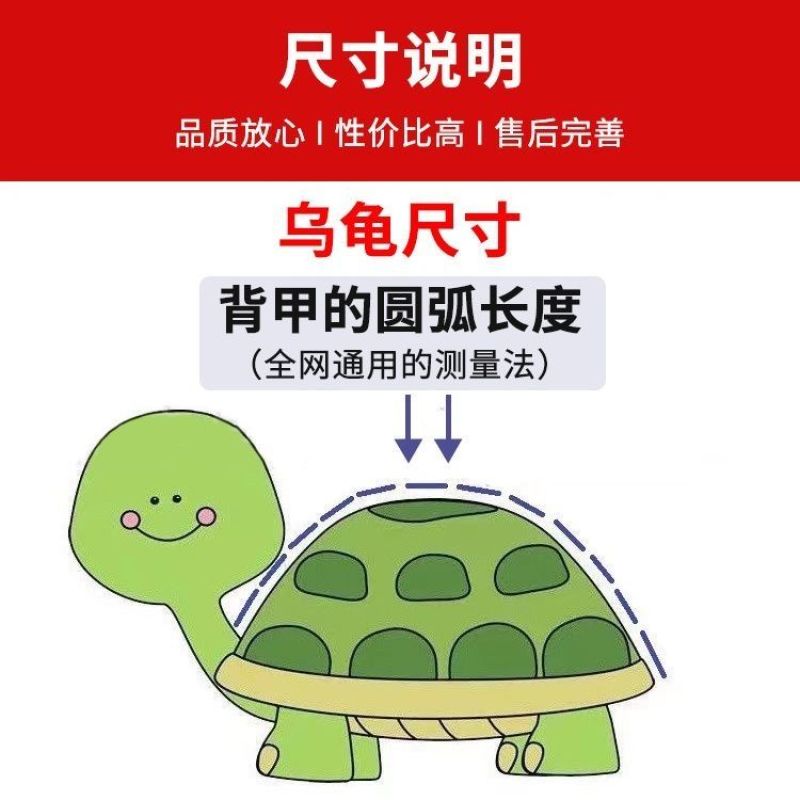 【包活送粮】中华田园龟中华草龟宠物小乌龟招财长寿龟宠