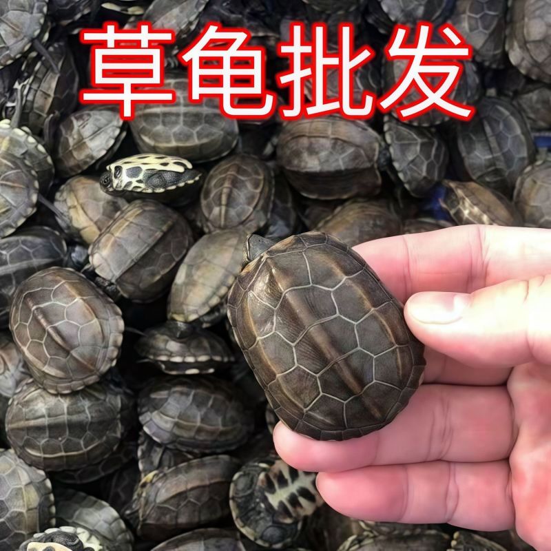 【包活送粮】中华田园龟中华草龟宠物小乌龟招财长寿龟宠