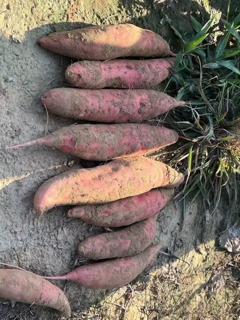 河北西瓜红红薯大量供应电商，超市，市场，档口，诚信发货