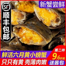 满黄六月黄公母小螃蟹鲜活大闸蟹一元蟹毛蟹河蟹15克起现