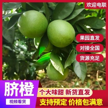 云南高原脐橙上市，质量上乘，数量超大，挂树鲜果