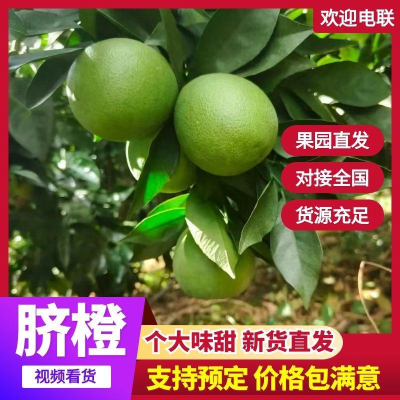 云南高原脐橙上市，质量上乘，数量超大，挂树鲜果