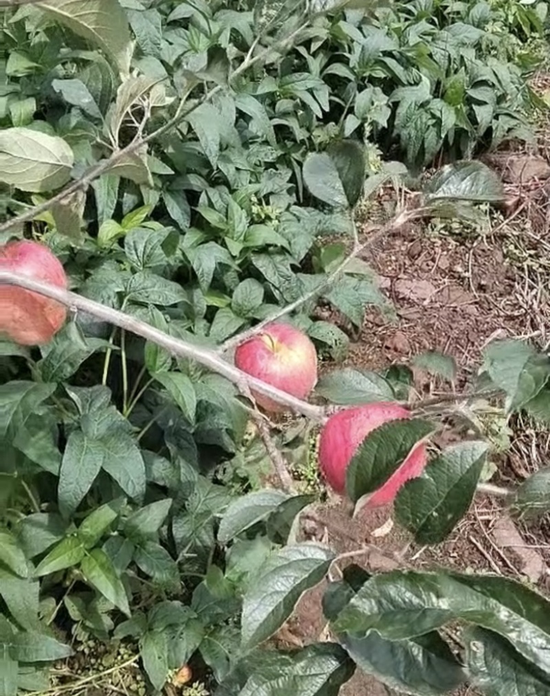 华硕苹果现摘当季新鲜水果产地直达，欢迎来电订购！