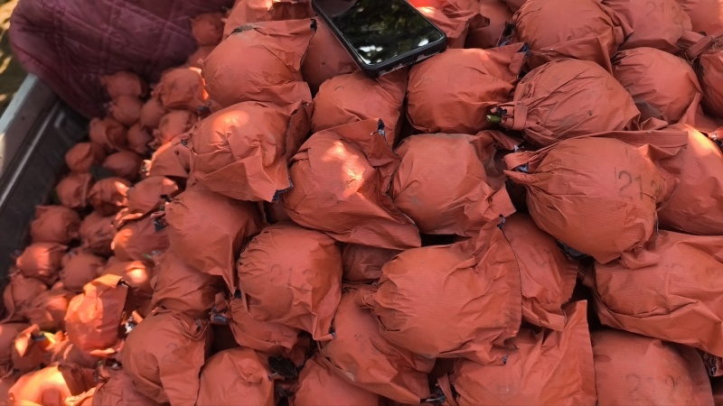 不去袋皇冠梨大量有货价格合适稳定货源