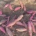 保定易县板栗红薯济薯26产地一手货源大量供应欢迎随时联系