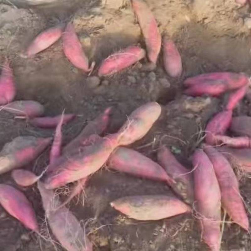 保定易县板栗红薯济薯26产地一手货源大量供应欢迎随时联系