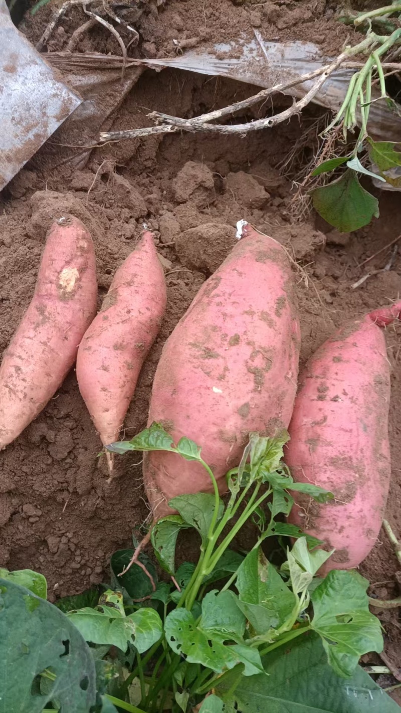 保定易县板栗红薯济薯26产地一手货源大量供应欢迎随时联系