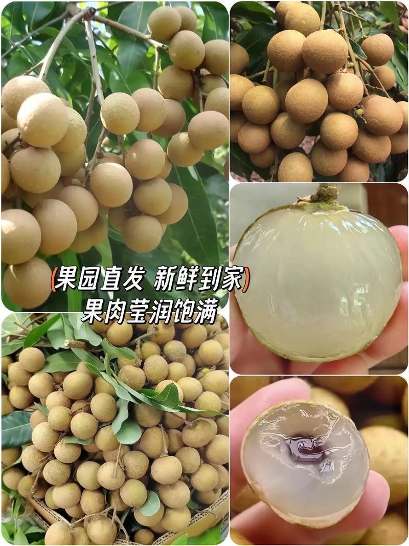 广西龙眼（储良）