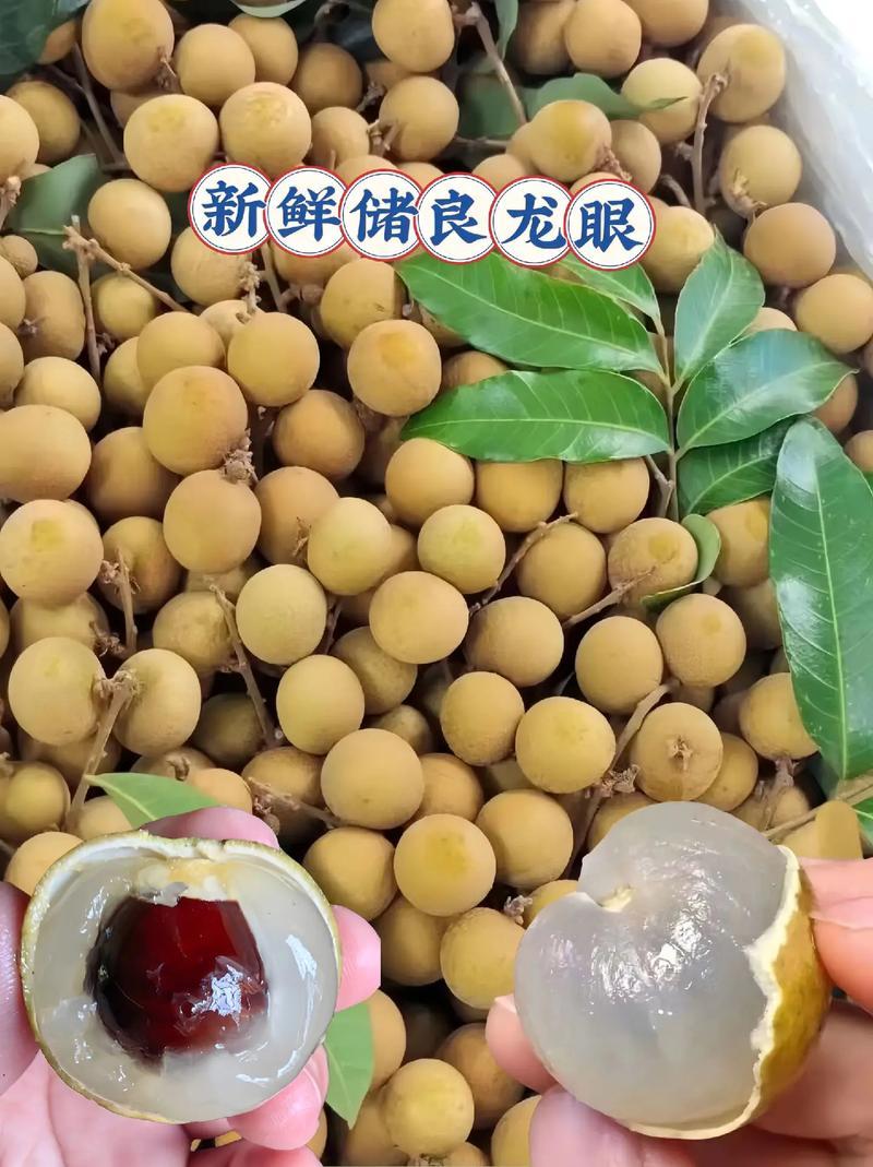 广西龙眼（储良）