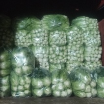 湖北宜昌当阳市，精品五号白菜，有需要的联系我！