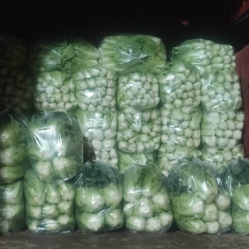 湖北宜昌当阳市，精品五号白菜，有需要的联系我！