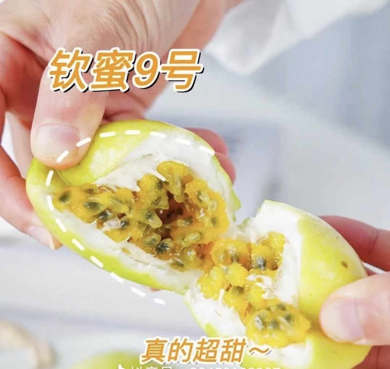 钦密百香果大量有货现摘现发品质优可对接市场商超欢迎来电咨