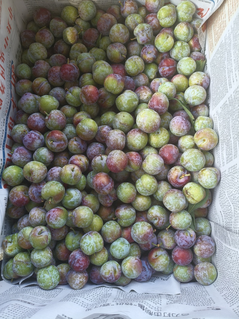 翠红李子，口感好量大，电商货，市场货应有尽有，每天出货