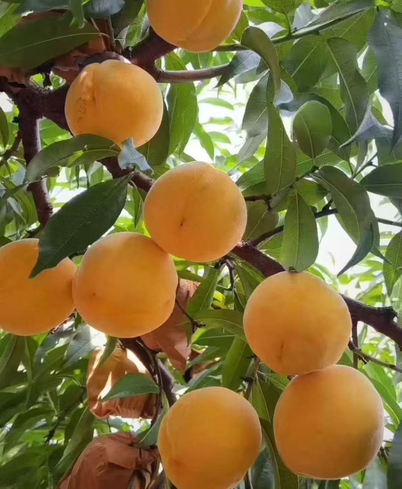 锦绣黄桃