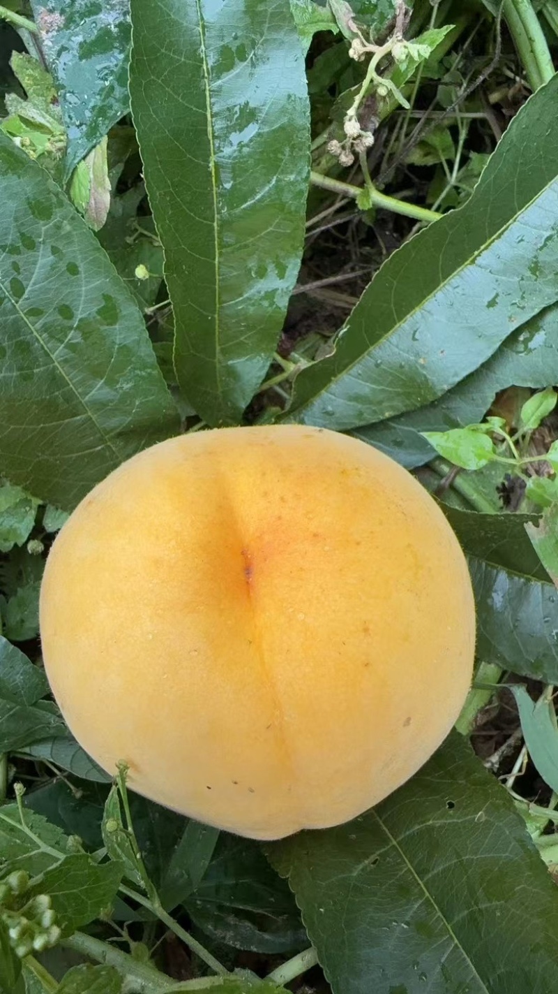 锦绣黄桃
