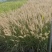 各种观赏草批发