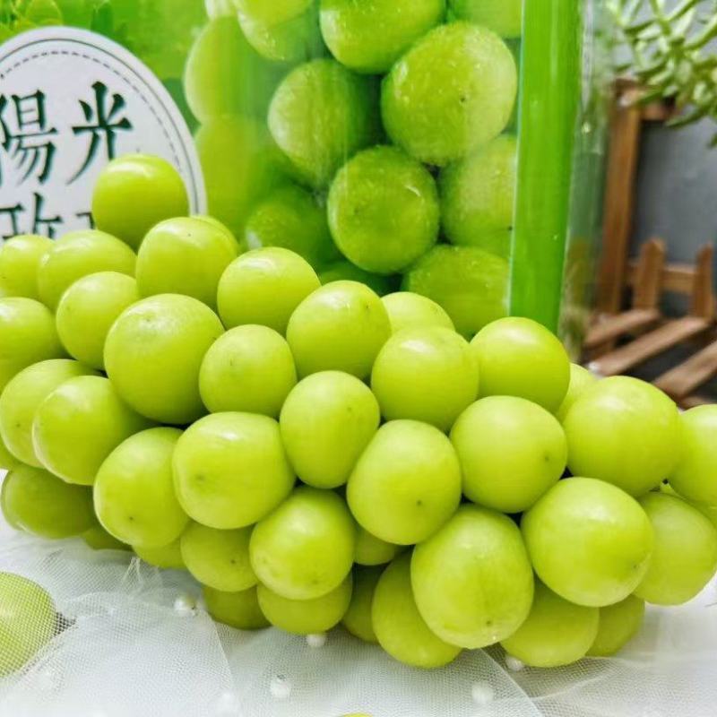 阳光玫瑰陕西大荔葡萄基地直供质量保证货源充足全国发货