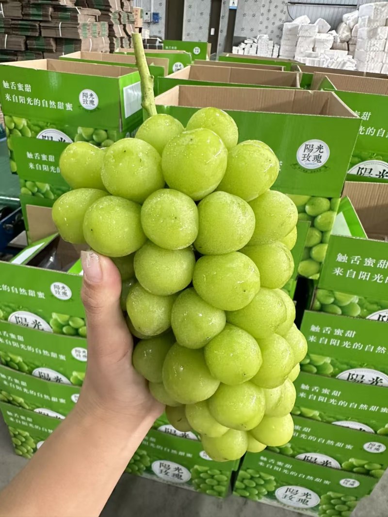 阳光玫瑰陕西大荔葡萄基地直供质量保证货源充足全国发货