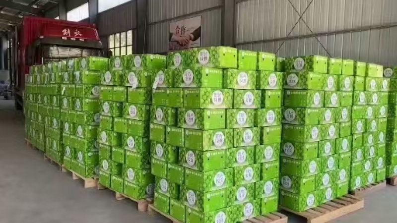 阳光玫瑰陕西大荔葡萄基地直供质量保证货源充足全国发货