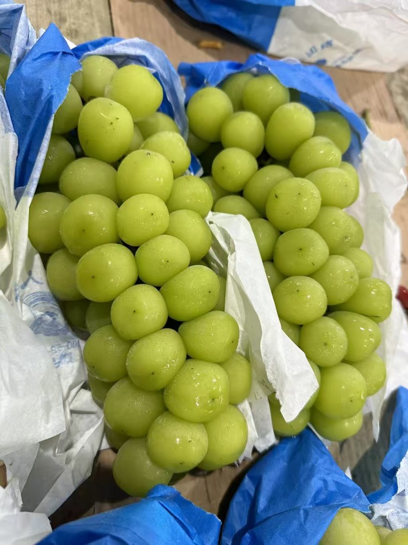 阳光玫瑰陕西大荔葡萄基地直供质量保证货源充足全国发货