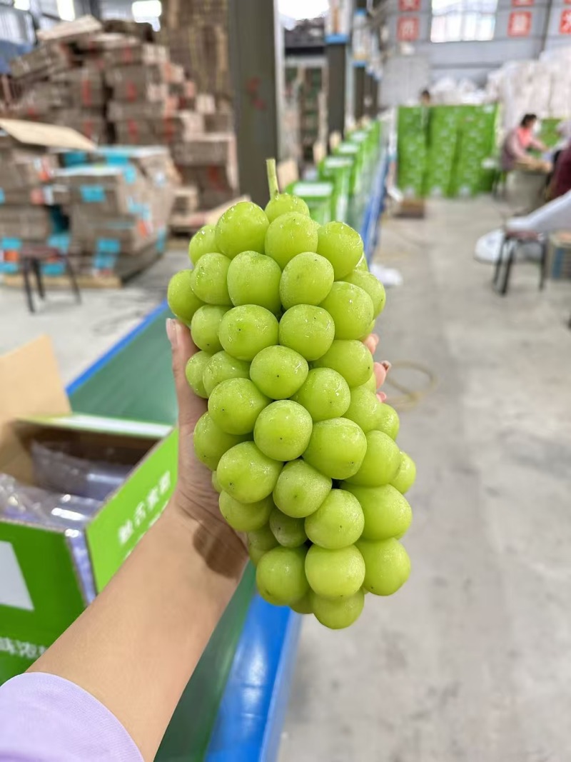 阳光玫瑰陕西大荔葡萄基地直供质量保证货源充足全国发货