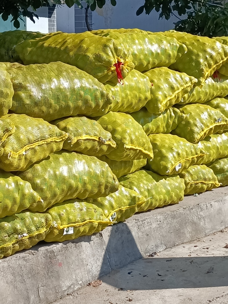 手摘鲜核桃