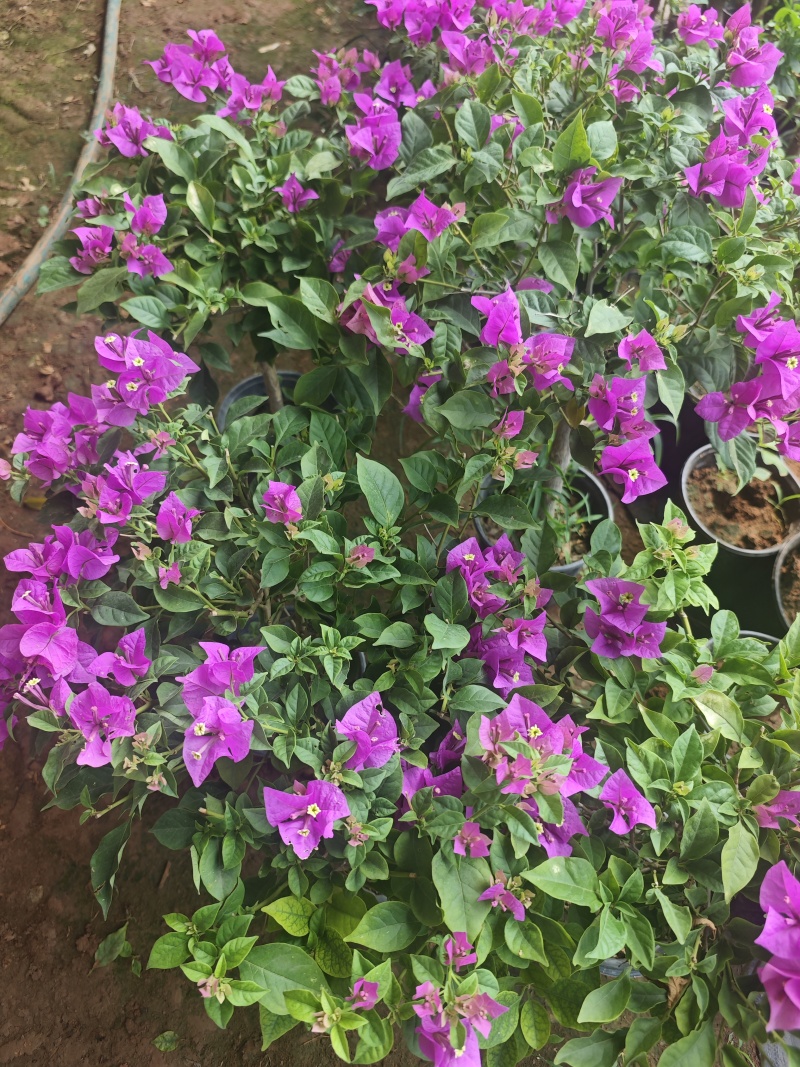 云南紫三角梅，一棵12.5元，一箱25棵。
