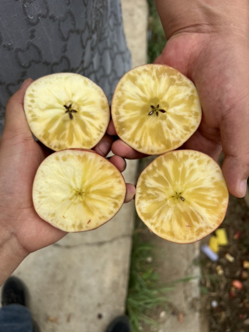 云南昭通红露苹果