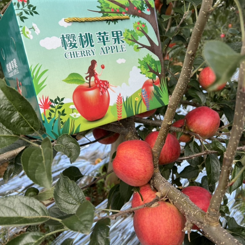 云南昭通红露苹果