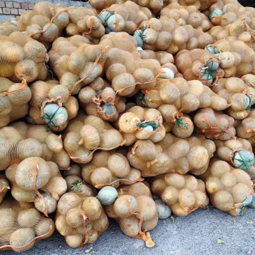 新疆银板栗南瓜已大量上市，产地直发，量大从优，欢迎咨询