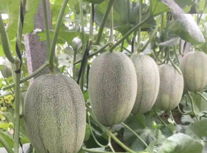 晓蜜25号哈密瓜当季新鲜水果香甜多汁，品质优价格低