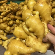 大黄姜产地供电商，市场，商超，出口，加工厂，代收代存入库