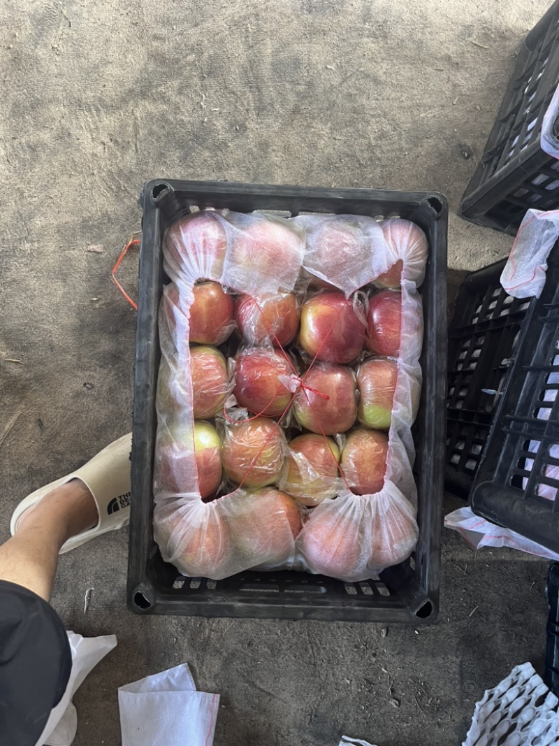精品美国八号苹果，大量上市中需要的联系