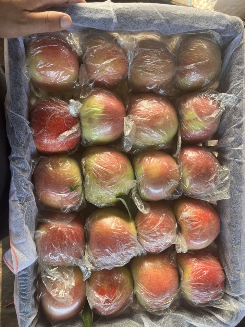 精品美国八号苹果，大量上市中需要的联系
