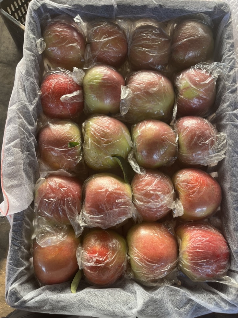 精品美国八号苹果，大量上市中需要的联系
