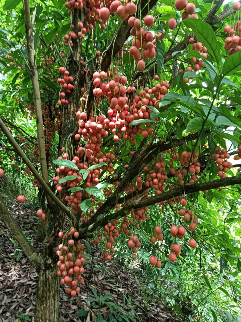 木奶果长远供应正品保障