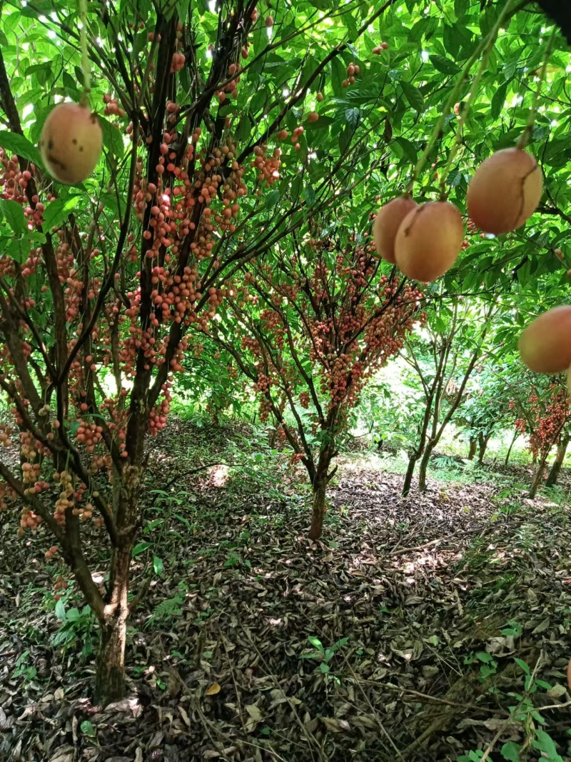 木奶果长远供应正品保障