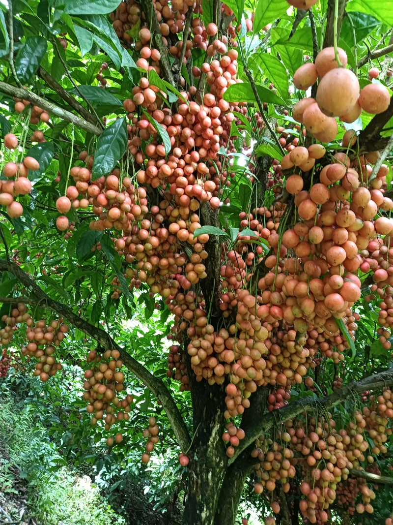 木奶果长远供应正品保障