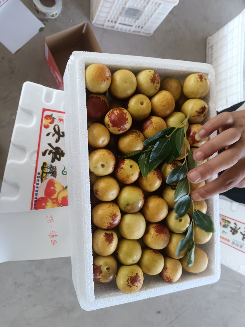 陕西渭南大荔冬枣新鲜采摘脆甜可口一件代发零售批发