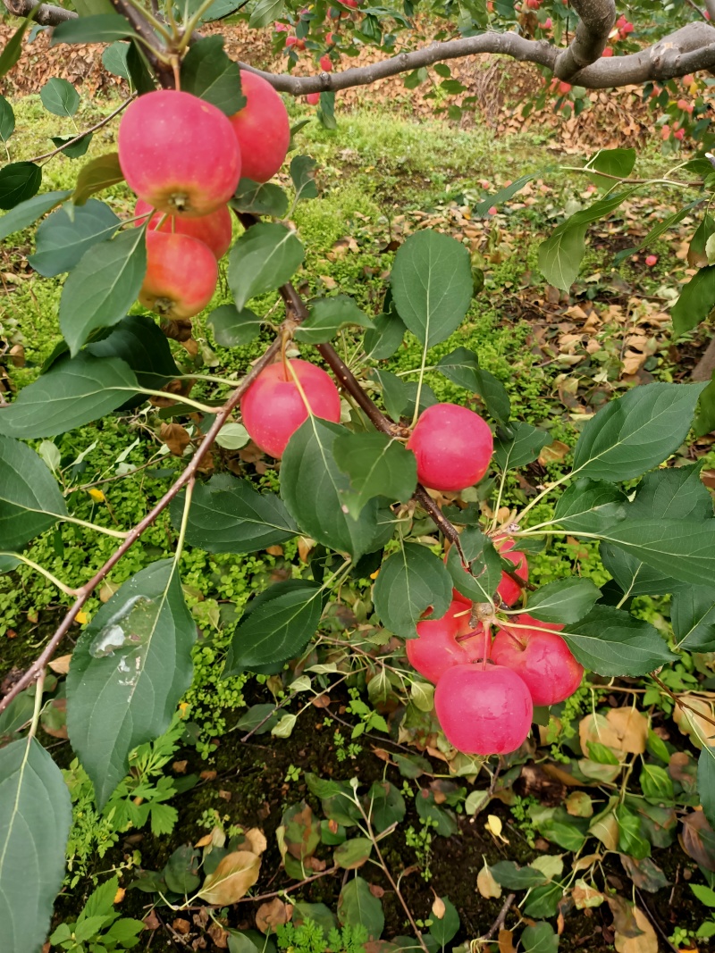 内蒙古呼伦贝尔沙果
