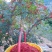 天水秦安花椒