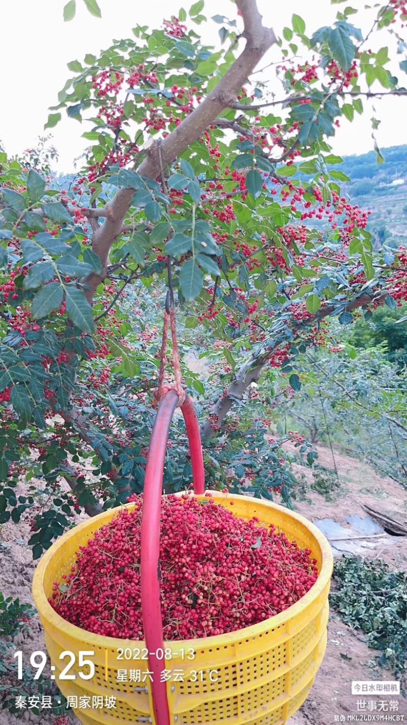 天水秦安花椒