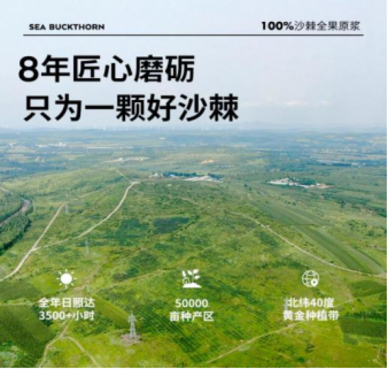 辽宁一味康沙棘生物科技有限公司俄罗斯大果深秋红
